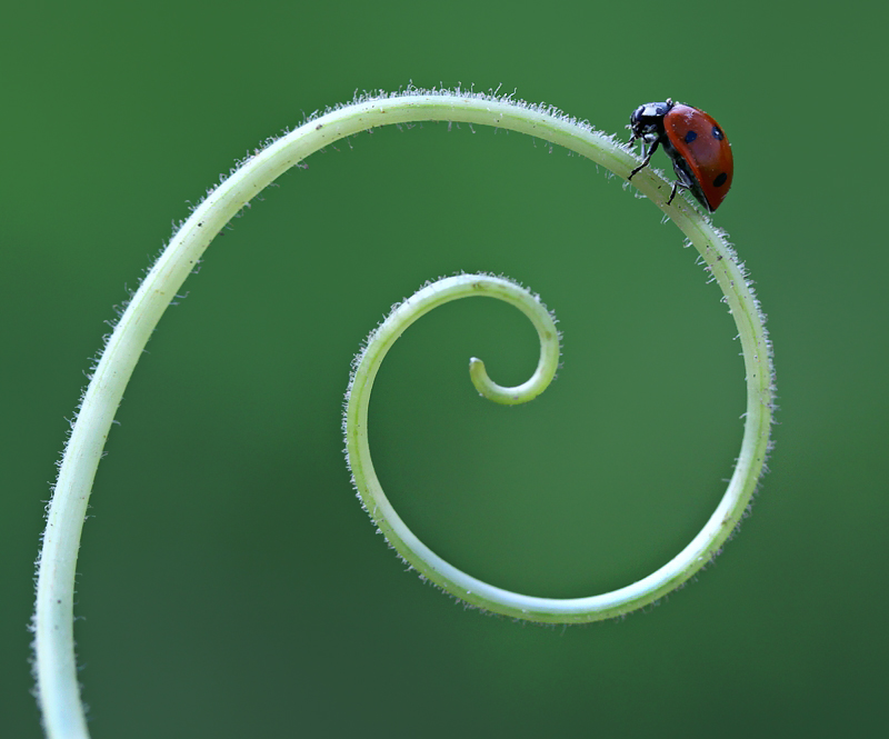 lady bug_ugur bocegi