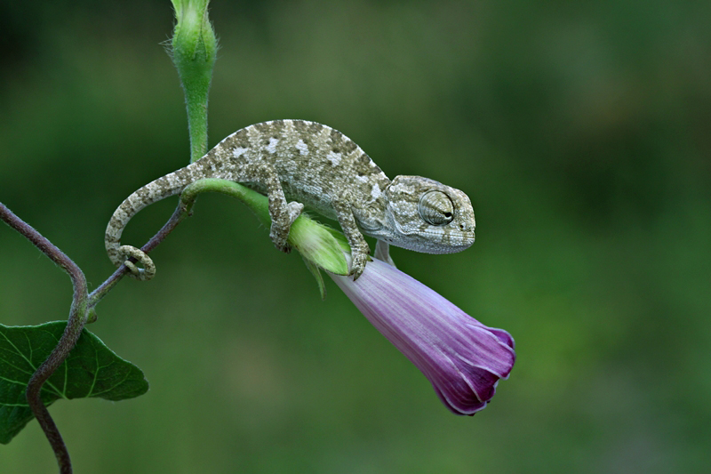 baby chameleon II