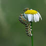 Common Yellow Swallowtail