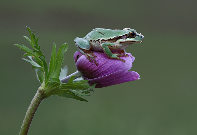 small frog