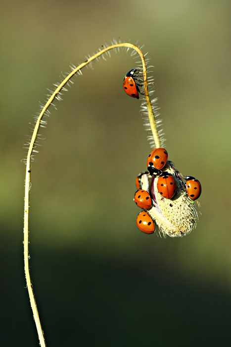 ladybug's