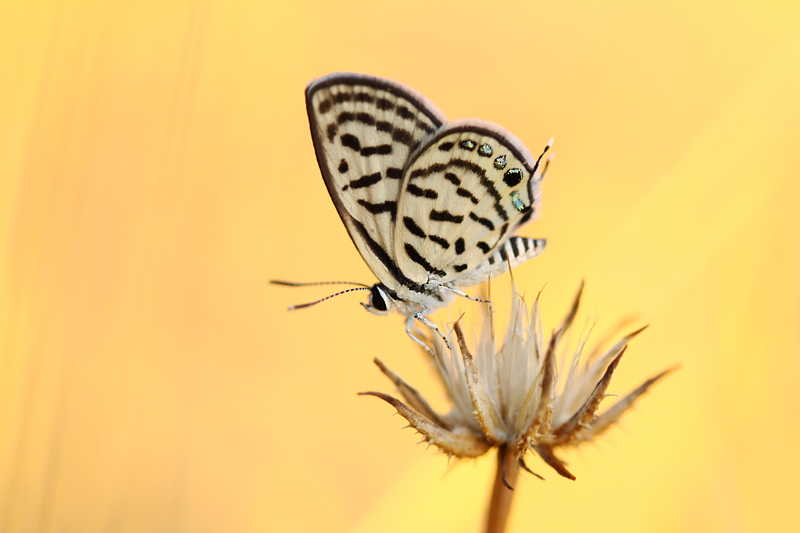 Little Tiger Blue