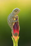 lovely dinosaur by lisans