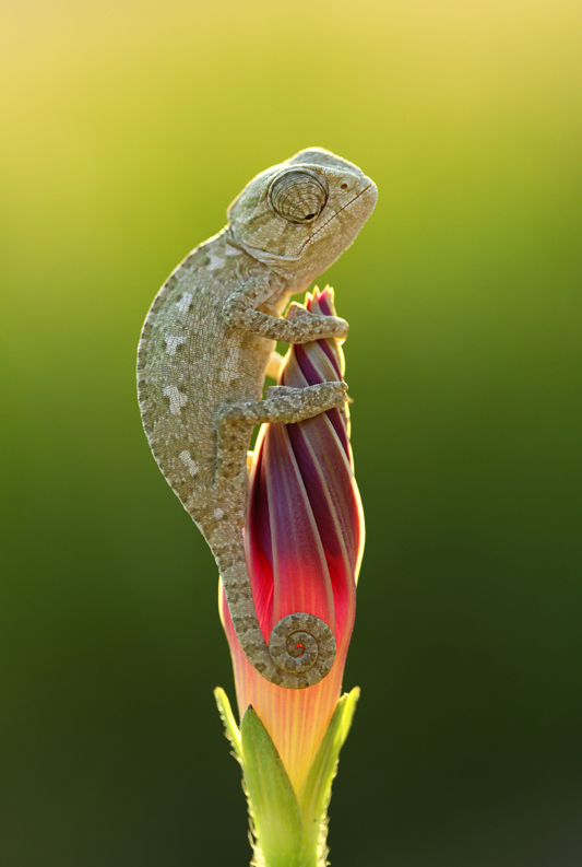 lovely dinosaur by MehmetKrc