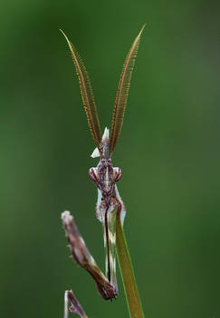 empusa fasciata