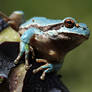 blue tree frog