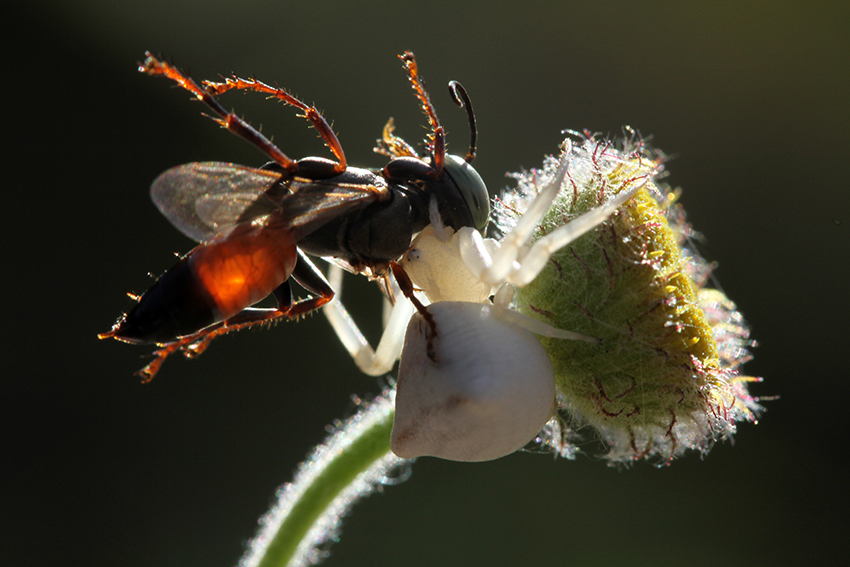 Thomisus onustus