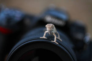 nikon d200 ve baby chameleon