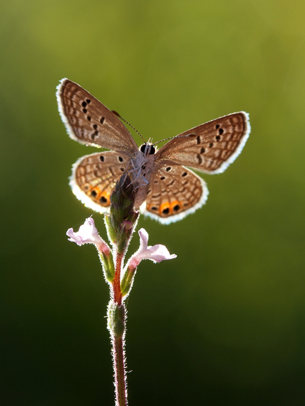 Chilades trochylus