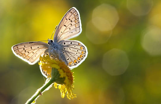 Polyommatus icarus