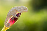 Untitled by lisans