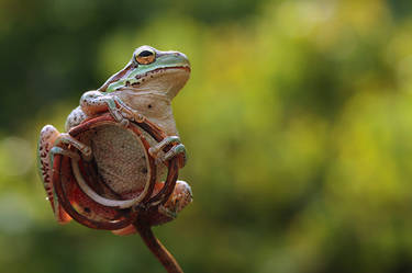 cute tree frog