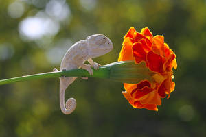 baby chameleon