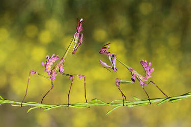 empusa fasciata