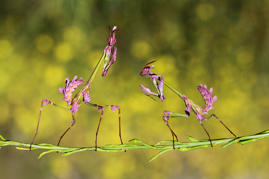 empusa fasciata