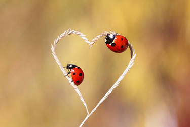nature love by lisans