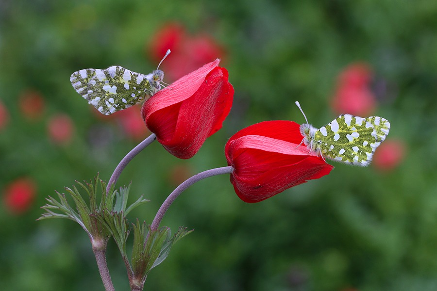 Anemone coronaria