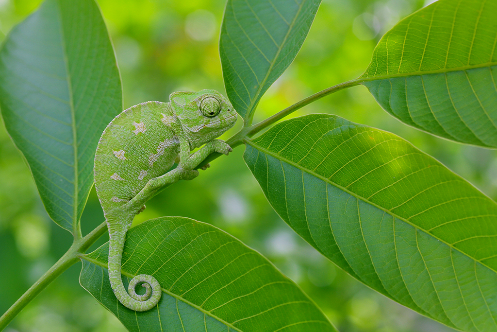 baby Mediterranean chameleon