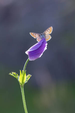 brown argus by MehmetKrc