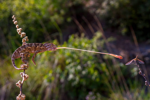 common chameleon