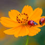 ladybirds
