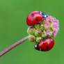 ladybird love