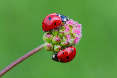 ladybird love by MehmetKrc