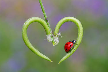 ladybird love
