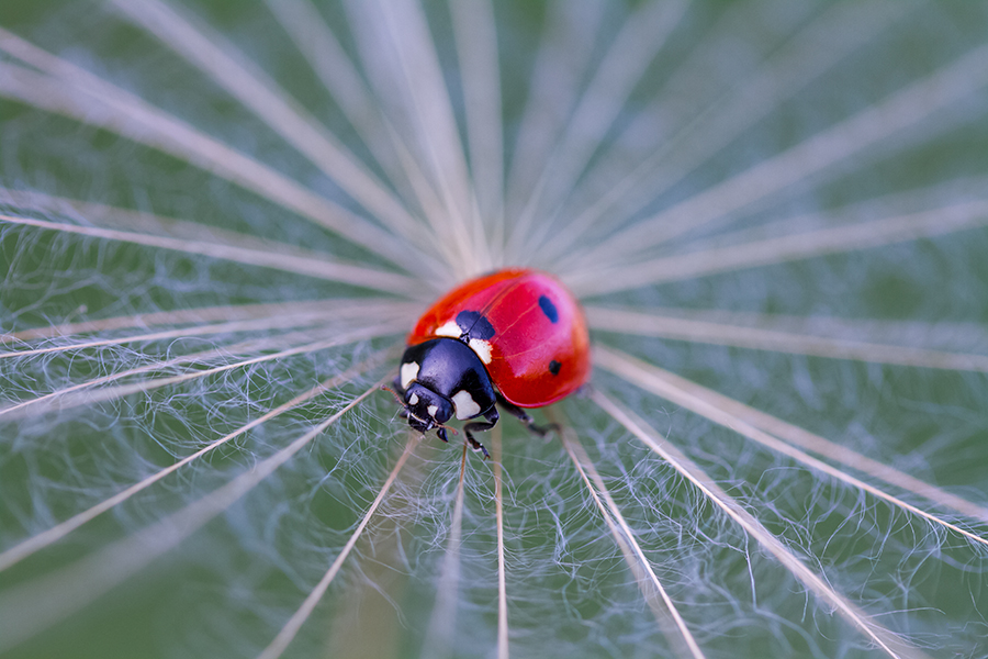 ladybird