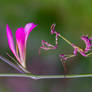 flower mantis