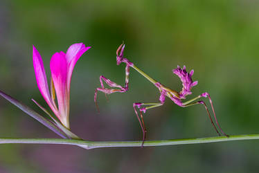 flower mantis