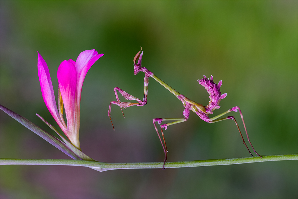 flower mantis by MehmetKrc on DeviantArt