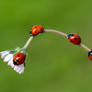 ladybirds