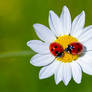 Two ladybirds,Coccinella septempunctata on a daisy