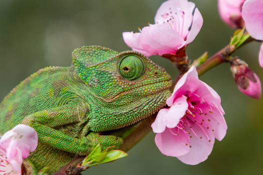cute chameleon