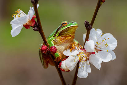 cute frog