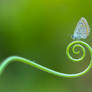 butterfly