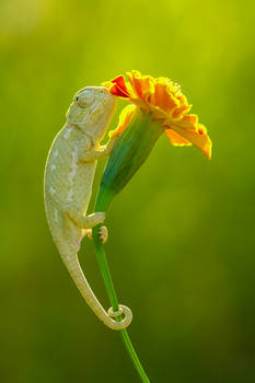 baby chameleon