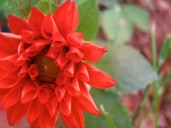 red flower