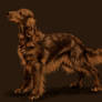 Irishsetter