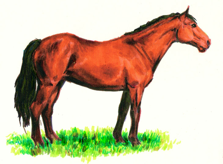 orange horse 1