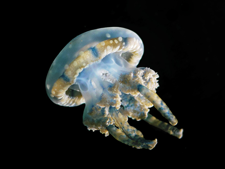 Small Jellyfish