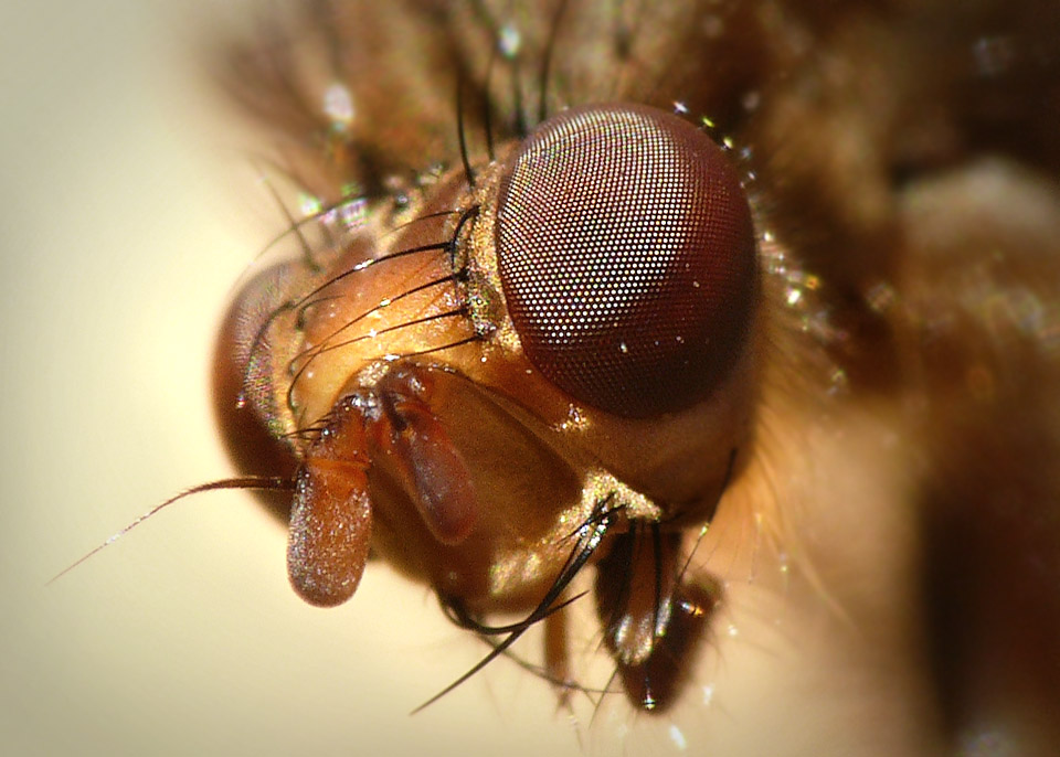 Fly Closeup Pose