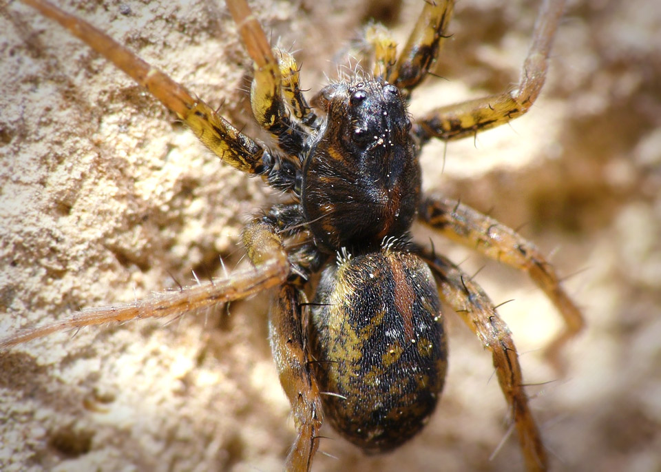 Spider on Rock