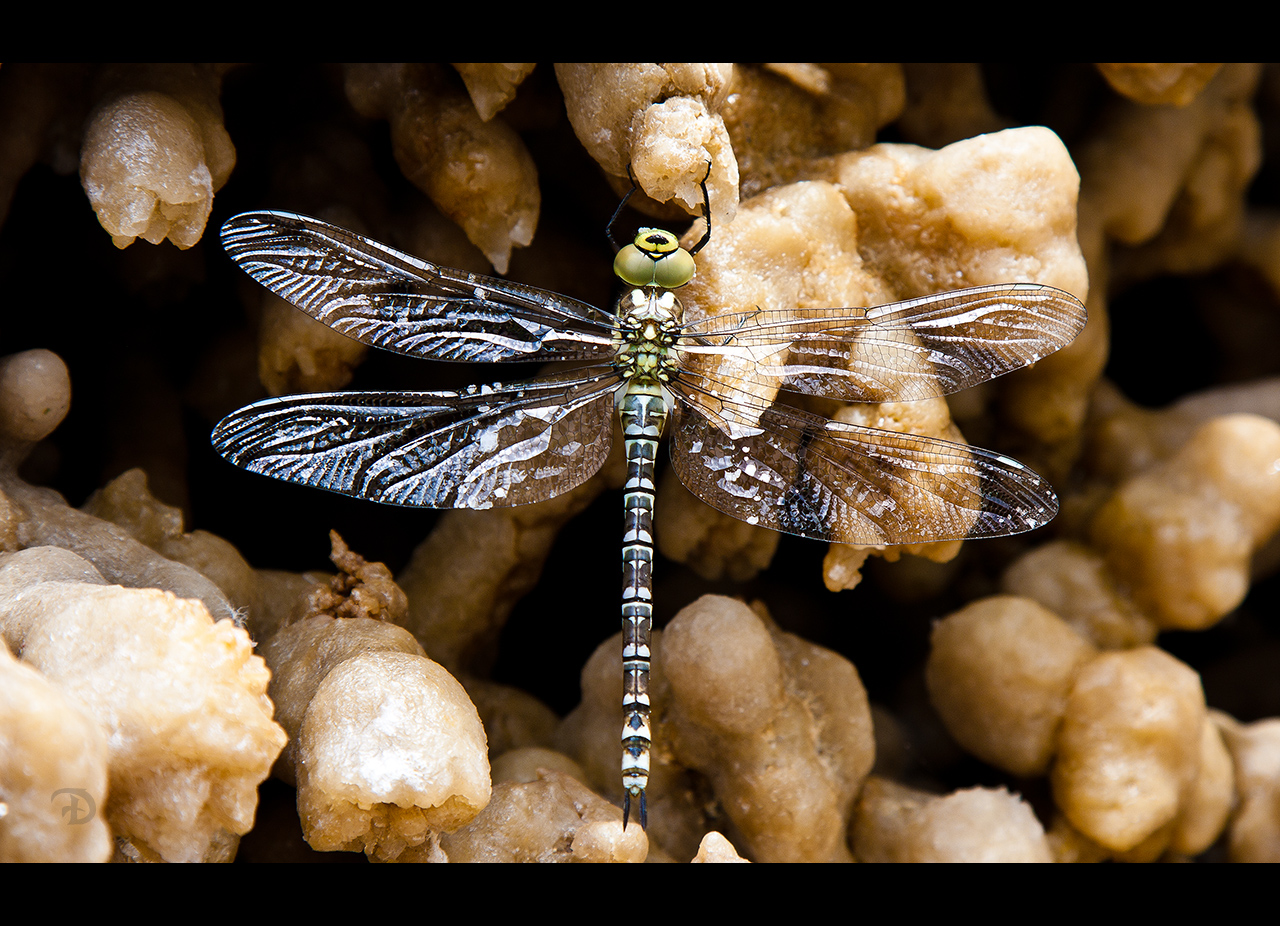 Dragonfly on Salt