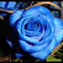 The Perfect Blue Rose