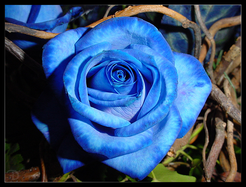 The Perfect Blue Rose