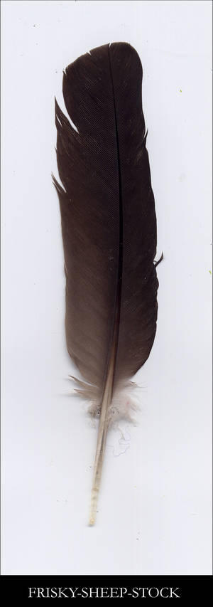 Feather Stock 1