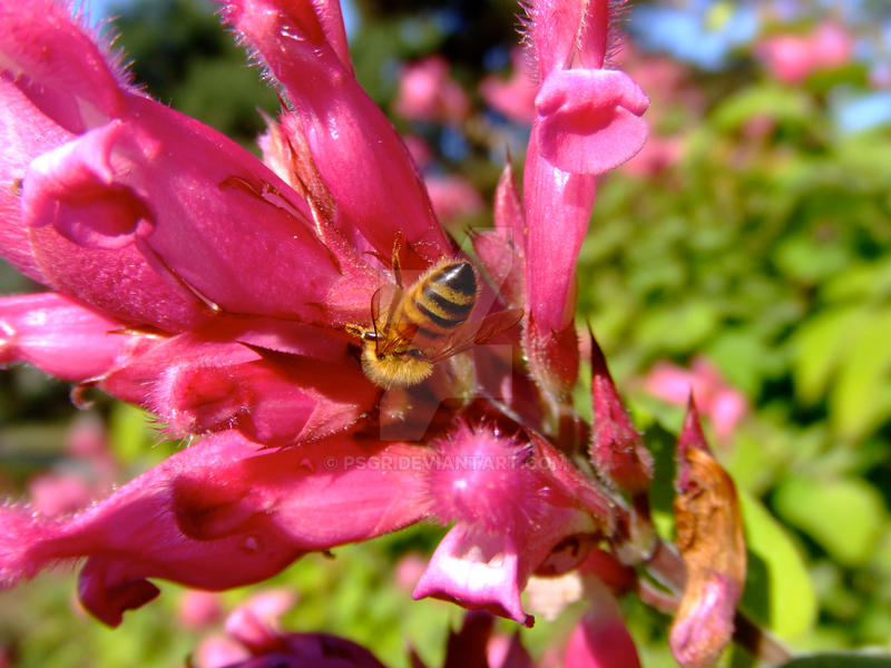 A buzz of colour