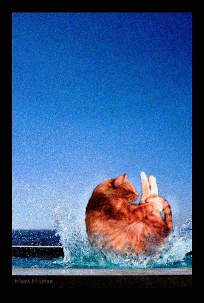 Cat Cannonball